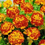 Цветы Бархатцы Болеро (200%) (0,6г)