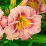 Лилейник	Everydaylily Роуз, I