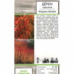 Дерен Мэджик Флейм красный (Поиск) 1шт (в коробке) лист зелен,осенью лососево-оранж-желт,побеги крас