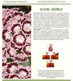 Кальмия Блэк Лейбл широколистная (Поиск) 1шт (в коробке) цветки белые с тем-корич