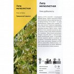 Липа Мелколистная (Поиск) 1шт (в коробке) листья сердцевидные, высота до 20м