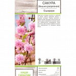 Сакура Ошидори (Вишня декор) (Поиск) 1шт (в коробке) цвет.бледн-розов, махровые, листья желто-зел