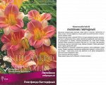 Лилейник Лонгфилдз Баттерфлай (Поиск) (уп-1шт) двухцветный нижн лепест крем-желт верхние роз, h-35см