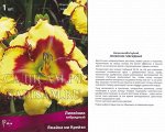 Лилейник Ямайка ми Крейзи (Поиск) (уп-1шт)  желтый с пурпурным глазком и каймой, h-60cм