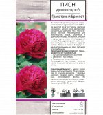 Пион Гранатовый Браслет древовидный (Поиск)1шт (в коробке) пурпурный, корончатый, средний,d-20см