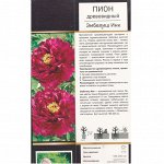 Пион Эмбелиш Инк древовидный (Поиск) 1шт (в коробке) темно-бордовый, h180-200см/d15-7см