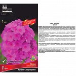 Флокс Суфле Смородина метельчатый (Поиск) (уп-1шт) яркие сиренево-малин с пурпурным колечком, h-80см