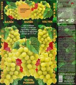 Виноград плодовый Валек (ЗолСотка) 1шт (в коробке) св.ранний,золотисто-желт, гроздь 1200-1500г