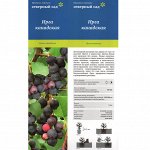 Ирга канадская (Поиск) 1шт (в коробке) плоды округ,т/пурпурные с сизым налетом, съедобные, созрев.