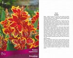 Канна Люцифер карлик (Поиск) (уп-1шт) ярко-красный с желтой каймой, h-50см
