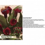 Калла Капитан Маэстро (Колорлайн) (уп-2шт) темно-пурпурный, h-50см