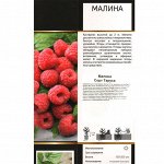 Малина Таруса перспективный (Поиск) 1шт (в коробке) средний, ягода 4-12гр, ярко-красный