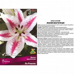 Лилия Ла Рошель ВОСТ (Поиск) (уп-2шт) белый, св.розово-красн лучи, т/розов крап, d-25см/h-110см