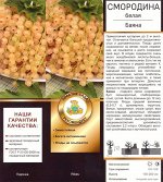 Смородина Баяна белая перспективная (Поиск) 1шт (в коробке) позд, белый 0,5-0,7гр