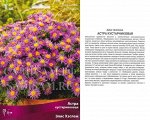 Астра Элис Хэслем кустарниковая (Поиск) (уп-1шт) насышенно-розовый.h-25см