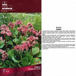 Бадан Сердцелистный (Поиск) (уп-1шт) лилово-розовый, h-30см