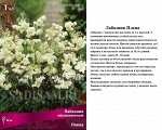 Лабазник Плена обыкновенный (Поиск) (уп-1шт) белый, h-60см