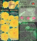 Роза Зе Пилгрим (ЗолСотка) 1шт (в коробке) АНГЛ саж 2хлет/желтый внутри, кремовый снаружи h-120см