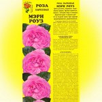 Роза Мэри Роуз (ЗолСотка) 1шт (в коробке) АНГ саж 2хлет/махр.розовый h-100см