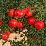 Самые редкие плодовые саженцы