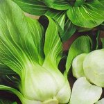 Капуста Китайская Аленушка 0,3г А