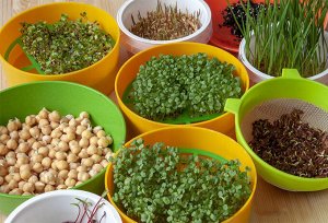 6 простых способов выращивания микрозелени без почвы: