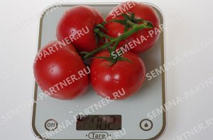 Томат Королева F1 / Гибриды биф-томатов с массой плода свыше 250 г