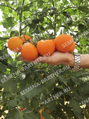 Томат Анвар F1 / Гибриды томата с желто-оранжевыми плодами