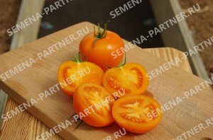 Томат Анвар F1 / Гибриды томата с желто-оранжевыми плодами