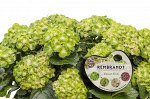 Гортензия Рембрандт Вибрант Верде (Крупнолистовая) 1шт (Поиск)