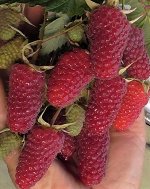 Малина Похвалинка ремонтантная (коробка) 1шт (Сиб сад)