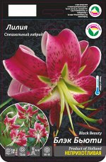 Лилия Блэк Бьюти (Специальный гибрид) 12/14 5шт (Сиб сад)