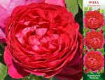 Роза Парижская Малина (Грандифлора) 1шт (Сиб сад)
