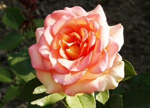 Роза мондиале/чайно-гибридная
