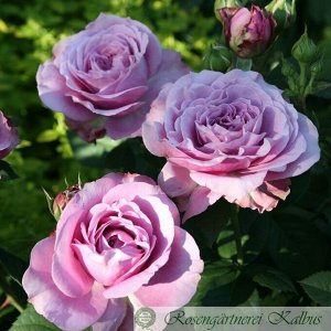 Роза лавендер айс/чайно-гибридная
