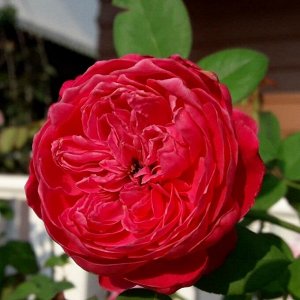 Роза ред пиано/чайно-гибридная
