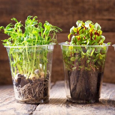 Семена микрозелени: витамины круглый год