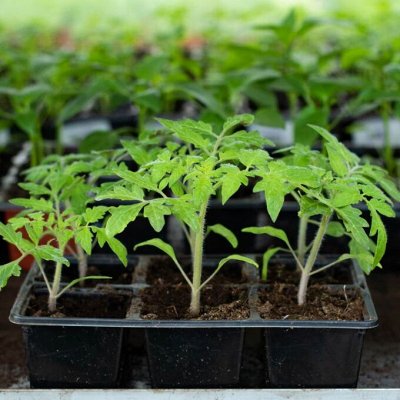 Агрофирма АЭЛИТА: лучшие семена для дачи и подоконника