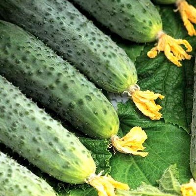 Агрофирма АЭЛИТА: семеная овощей, цветов, микрозелени