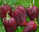 Земклуника Мускатная Бирюлевская, саженец ЗКС