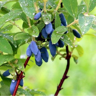 Саженцы плодовых кустарников: смородина, жимолость, малина
