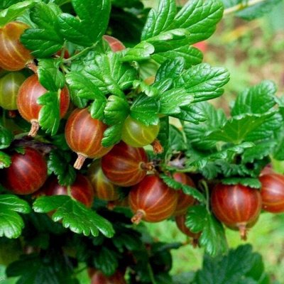 Саженцы плодовых кустарников: смородина, крыжовник, малина