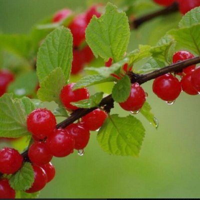 Саженцы плодовых кустарников: смородина, вишня, малина