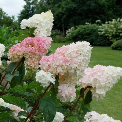 Красивый многолетний САД от Виктории. Раздача с 10 мая🌺