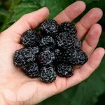 Малина Блек Джевл р11 Черная малина