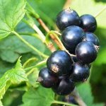Смородина Валовая (1 литр пакет) ЗКС