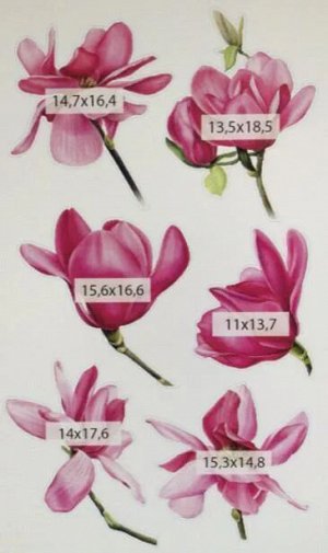 Декоративные виниловые наклейки "Цветки магнолии" 30х50 см