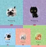 Тетрадь  48л клетка &quot;Кошарики&quot; (075302) Хатбер {Россия}