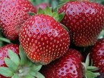 Клубника Сенсация, саженец ЗКС