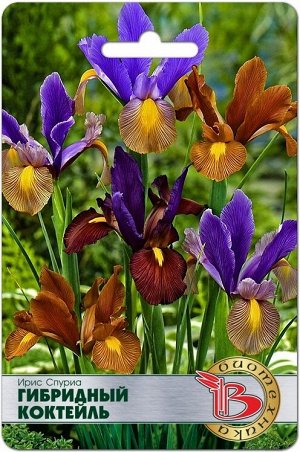 Ирис Спуриа Гибридный Коктейль 5 шт.Очень яркая смесь разнообразных расцветок. Растения высотой 3540 см, цветы диаметром 1015 см, лепестки волнистые.